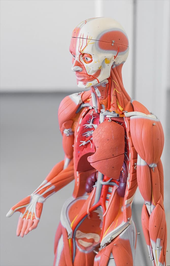Anatomy Model