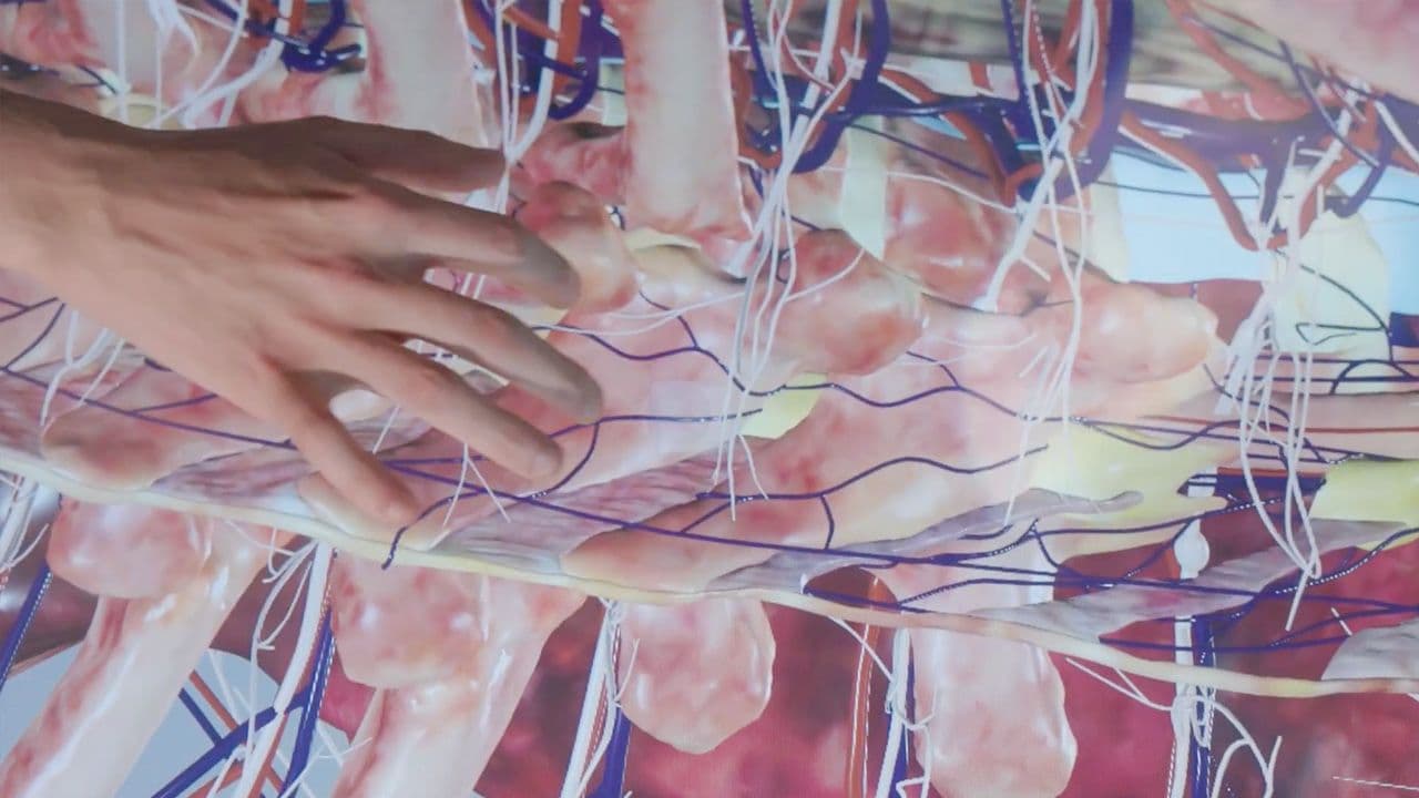 3 Anatomy Labs with 3D Anatomage